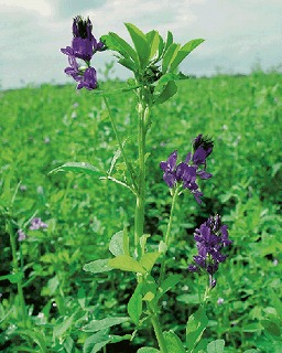 野菜の王様アルファルファ